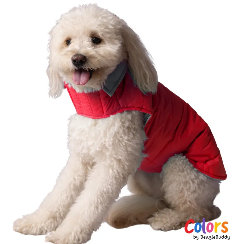 Chaleco doble faz Rojo Azul - BeagleBuddy