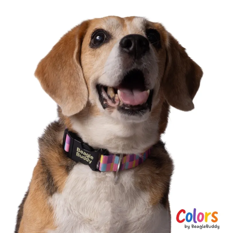 Collar en reata Ref. CANDY - BeagleBuddy