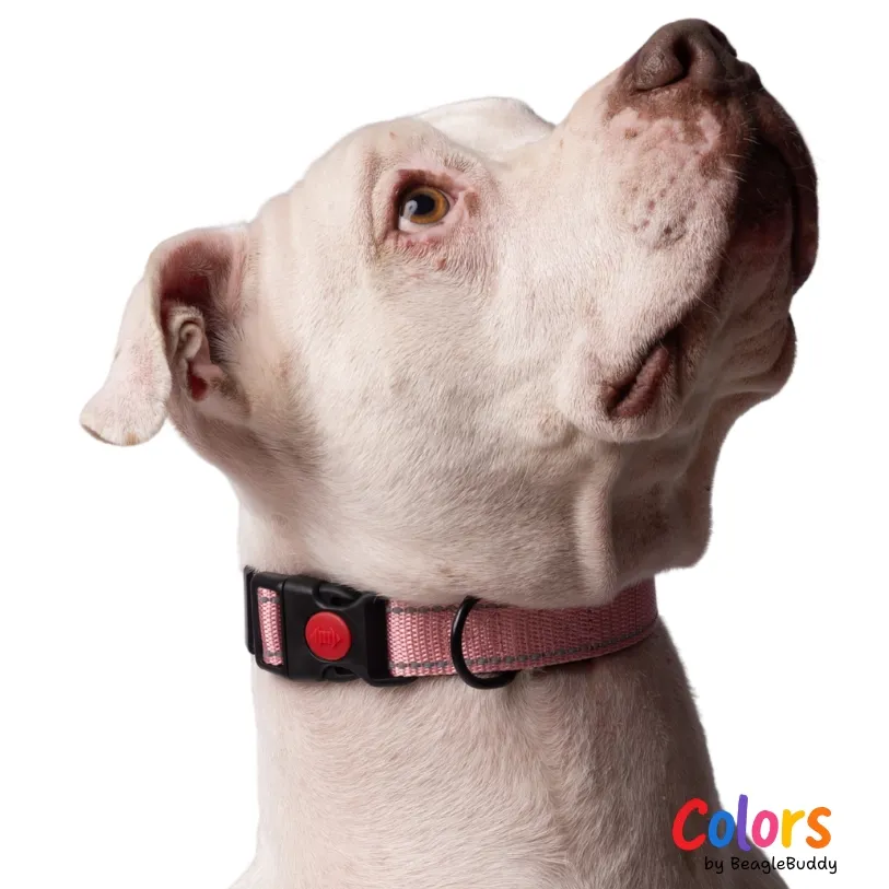 Collar Reflectivo Rosado - BeagleBuddy